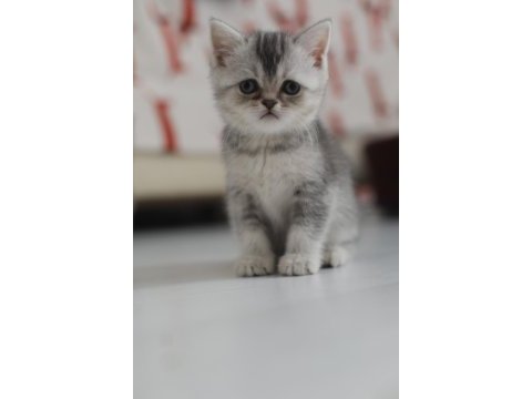 Kuru mama ve kum eğitimi almış british shorthair yavrular