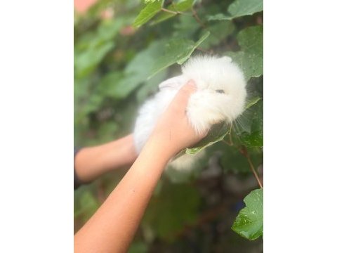 1 aylık hollanda lop tavşanı