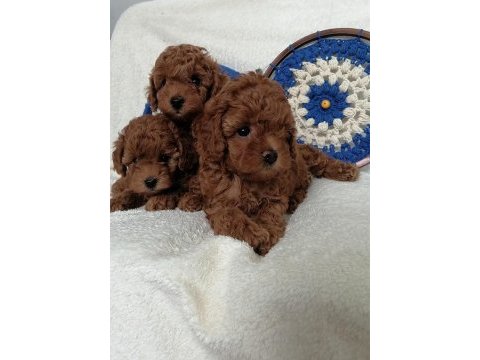 Kore teddy face poodle
