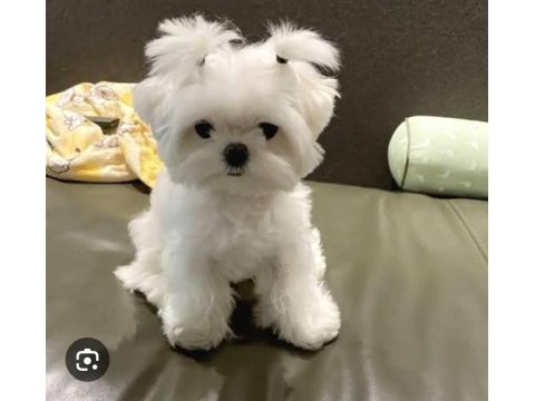 Teacup maltese terrier bebeklerimiz