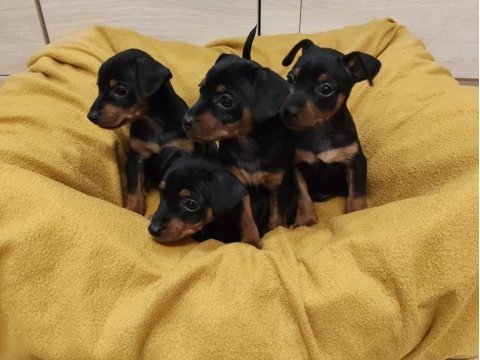 Sıfır numara pinscher yavrularımız