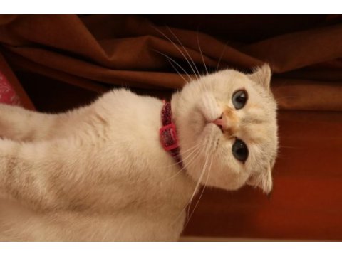 İzmir kedi sahiplendirilcektir