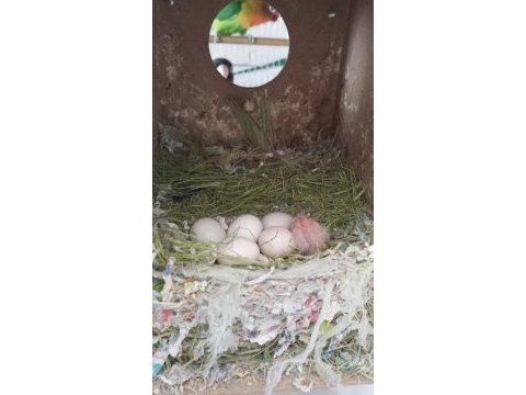 Takım cennet papağanı