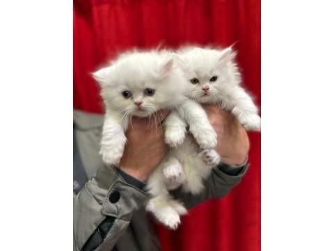 British longhair yavrularımız
