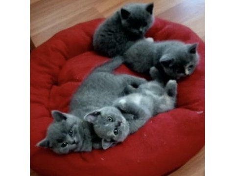 British shorthair yavruları