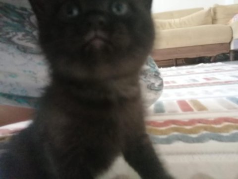 British shorthair siyah