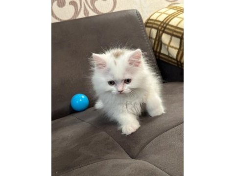 2.5 aylık sütlaçlar rezerveye hazır