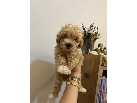 Ev ortamından maltipoo bebeklerim