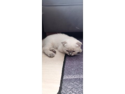 Yavrucaklar ev arıyor british shorthair