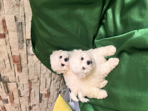 Bichon frise nadir orjinal güzellikleri var