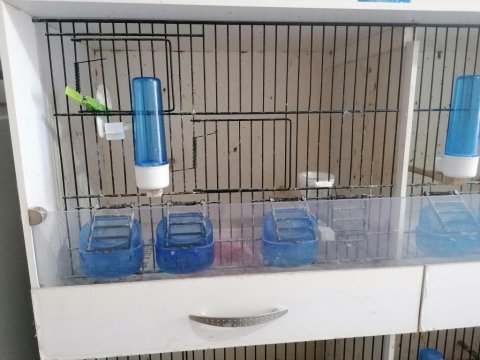 Kanarya finch diğer türler üretim kafesi