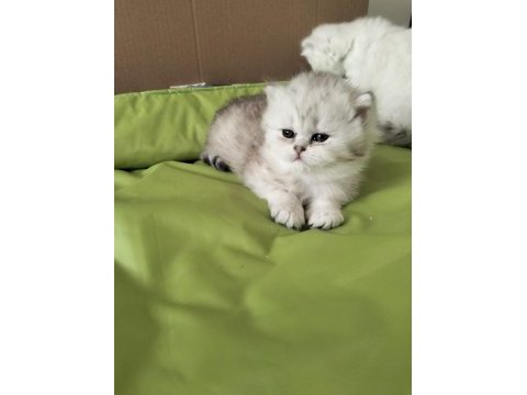 Kalite british longhair pamuk gibi dişi