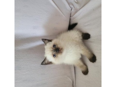 Güzel british shorthair yavrular