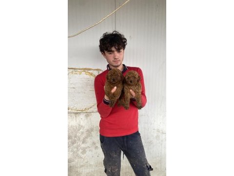 Koyu renk toy poodle yavrular
