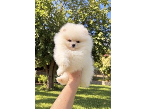Üst düzey kusursuz karbeyaz pomeranian kızımız