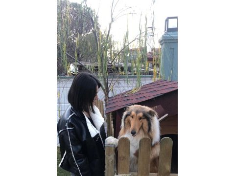 Rough collie (lassie) yavru