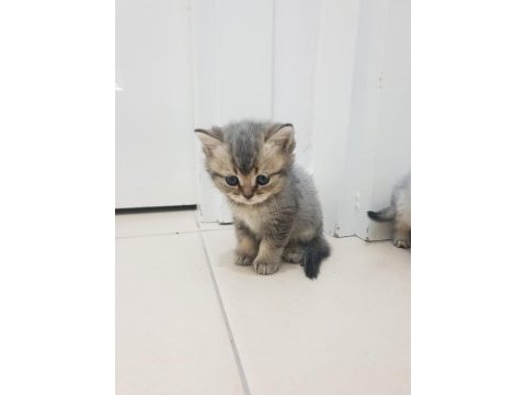 Golden british shorthair yavrular yuva arıyor