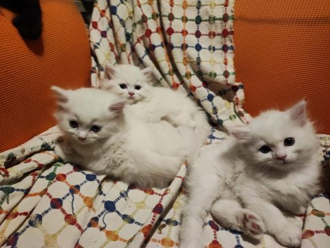 British longhair
