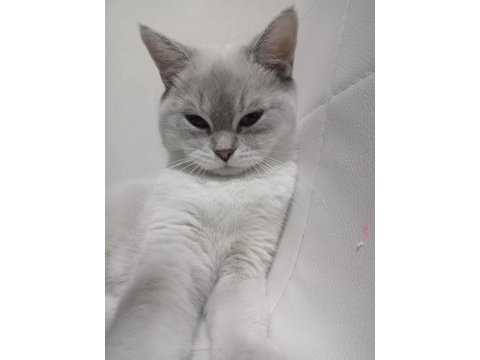 British shorthair 1 yaşında