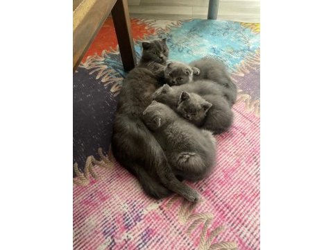 Yavru scottish fold