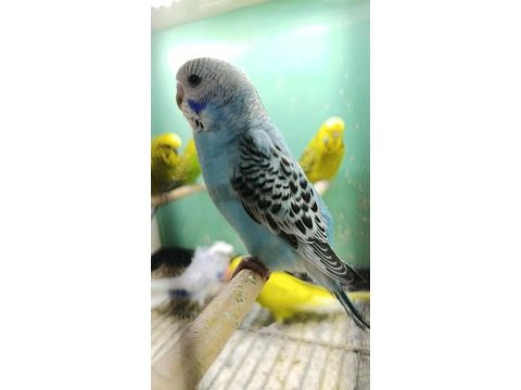 Muhabbet kuşları yavru yetiskin ve damızlıklarımız
