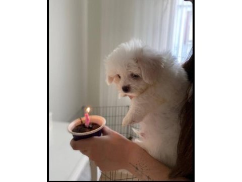 A kalite maltese terrier yavru