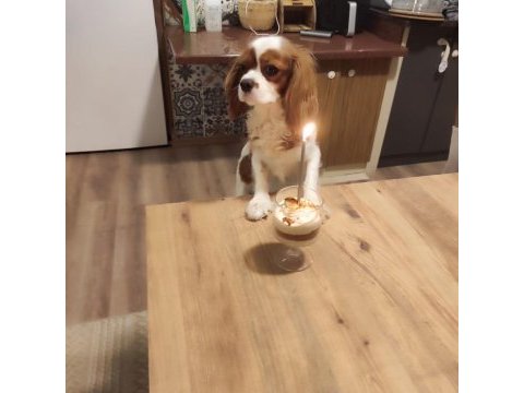 Anne baba cavalier king charles safkan yavrularımız