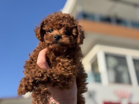 Yasal ruhsatlı çiftlikde hazır 10 adet toy poodle
