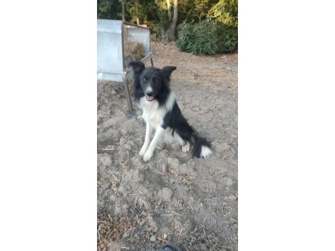 Border collie 9 aylık