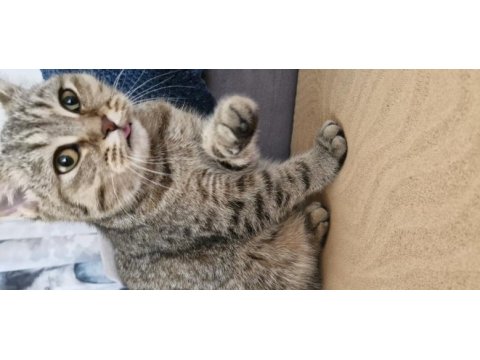 9 aylık dişi british shorthair bursa