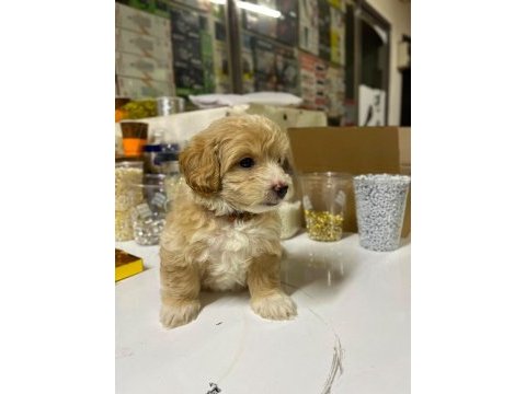 2 aylık maltipoo
