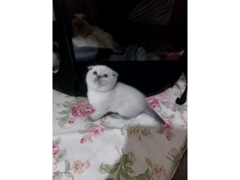 A++ scottish fold bebek