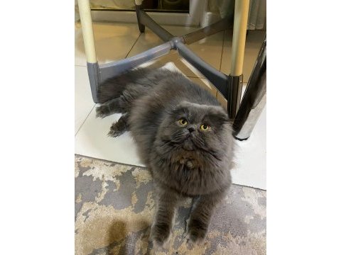 6 aylık aşıları tam scottish fold