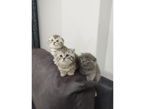 45 günlük scottish fold yavrular