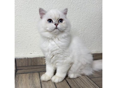 Asil yakışıklı british longhair oğlum