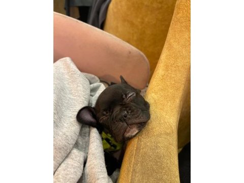 El salvador kennel - kara french bulldog ailesini arıyor
