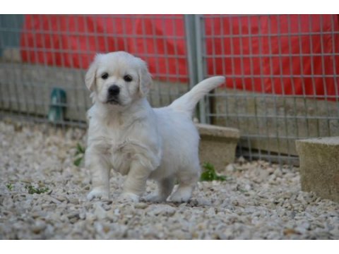 Golden retriever yavruları