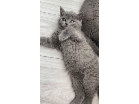 Kaliteli sağlıklı british shorthair yavrular
