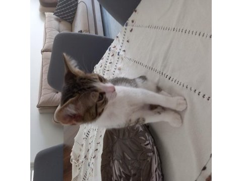2.5 aylık yavru kedimiz