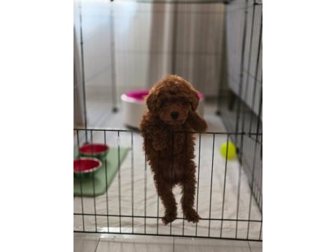 Teacup red brown toy poodle