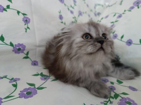 British longhair çok oyuncu kedim