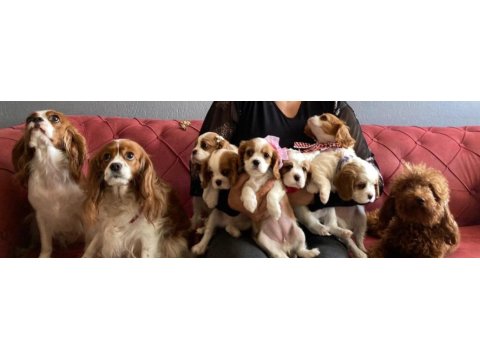 Sağlık ırk garantili cavalier king charles yavrular