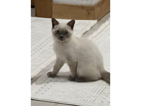 Safkan şecereli scottish fold blue point
