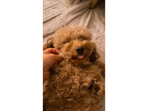 Toy poodle 3 yaşında