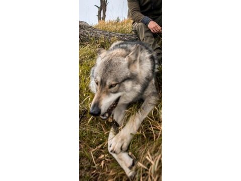 Wolf dog gerçek kurt