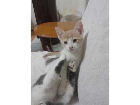 Fındık erkek kedimiz