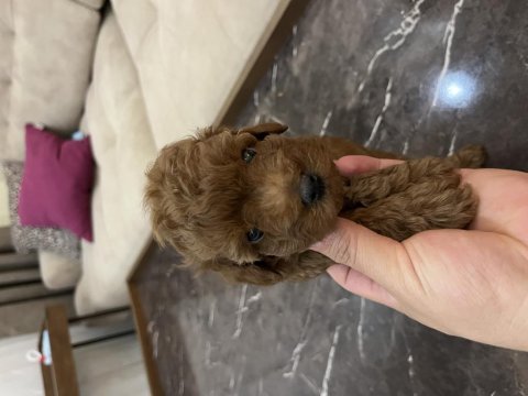 Evimde baktığım toy poodle yavrularım