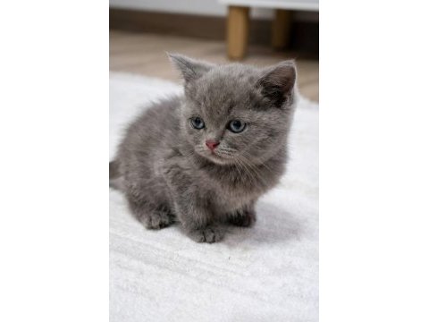 British shorthair 45 günlük