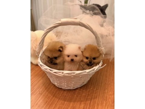 Mini boy ayı surat pomeranian yavrular