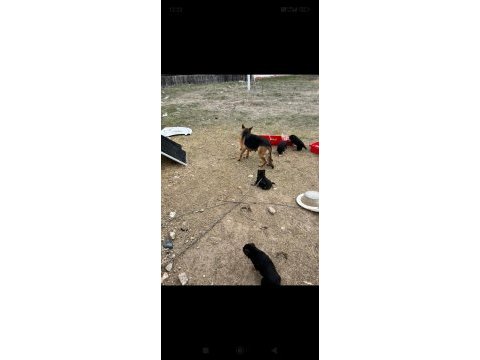 Alman kurt köpeği yerli kurt